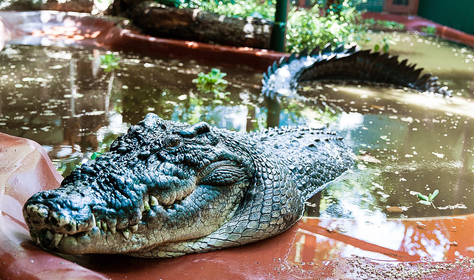 Primer plano del cocodrilo 'Cassius' en su parque de Queensland (Australia).