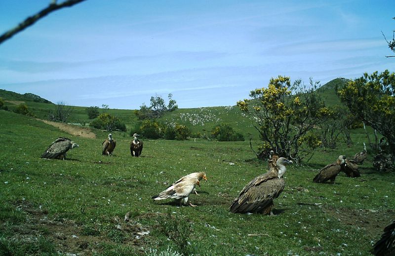 Alimoche común (izquierda) y buitre leonado (derecha).