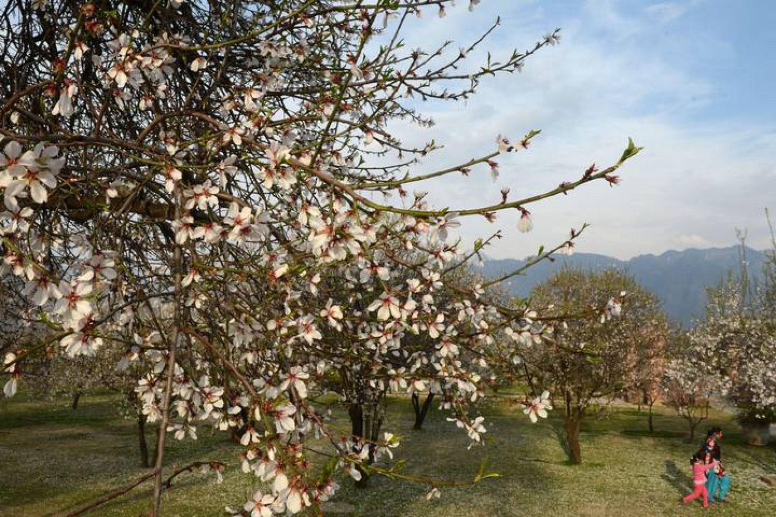  Almendros en flor en Cachemira.