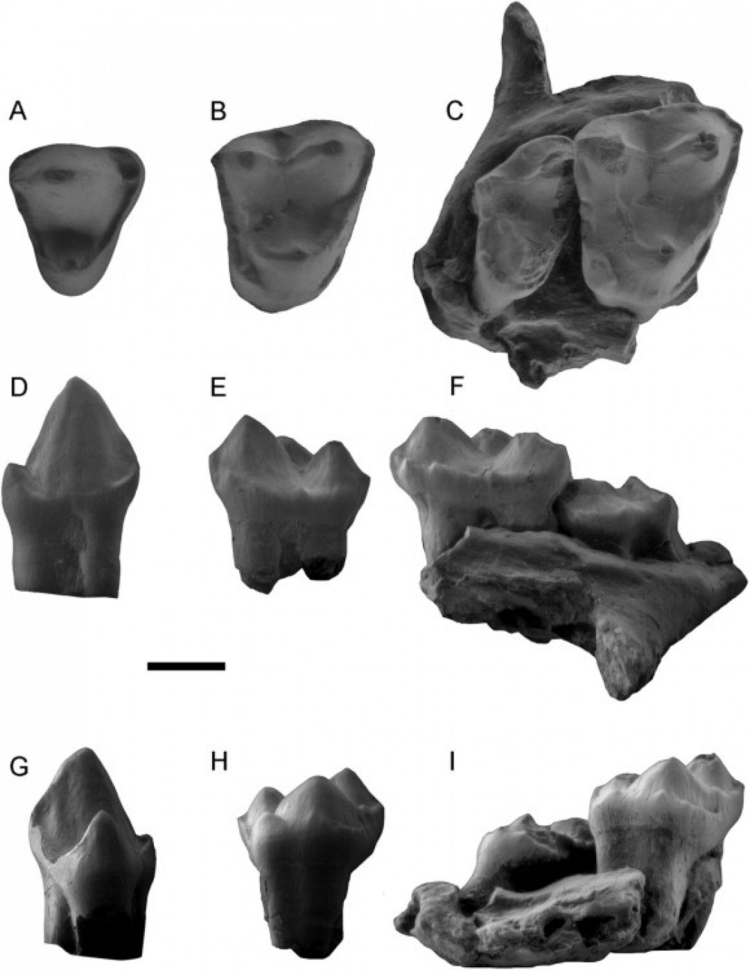 Dentición superior del primate Nievesia sossisensis.