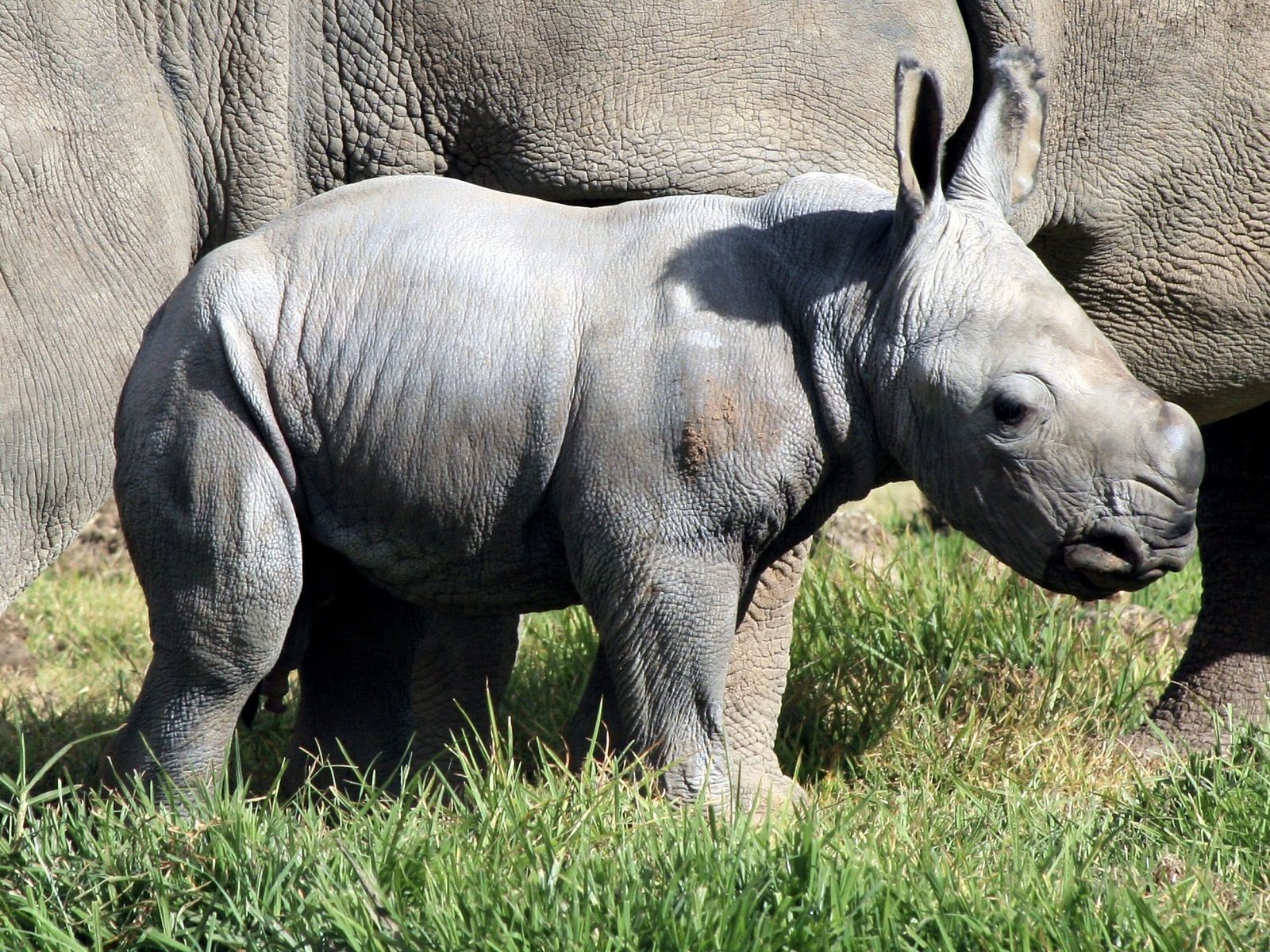 El rinoceronte blanco nacido hace una semana en el Zoológico Taronga Western Plains.