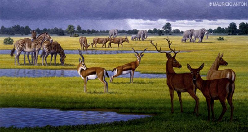 Ilustración de animales.