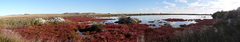 La Laguna Salobral con vegetación halófila circundante.