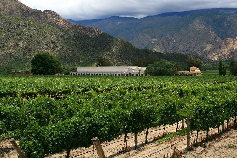 Viñedo de Cafayate (Argentina)