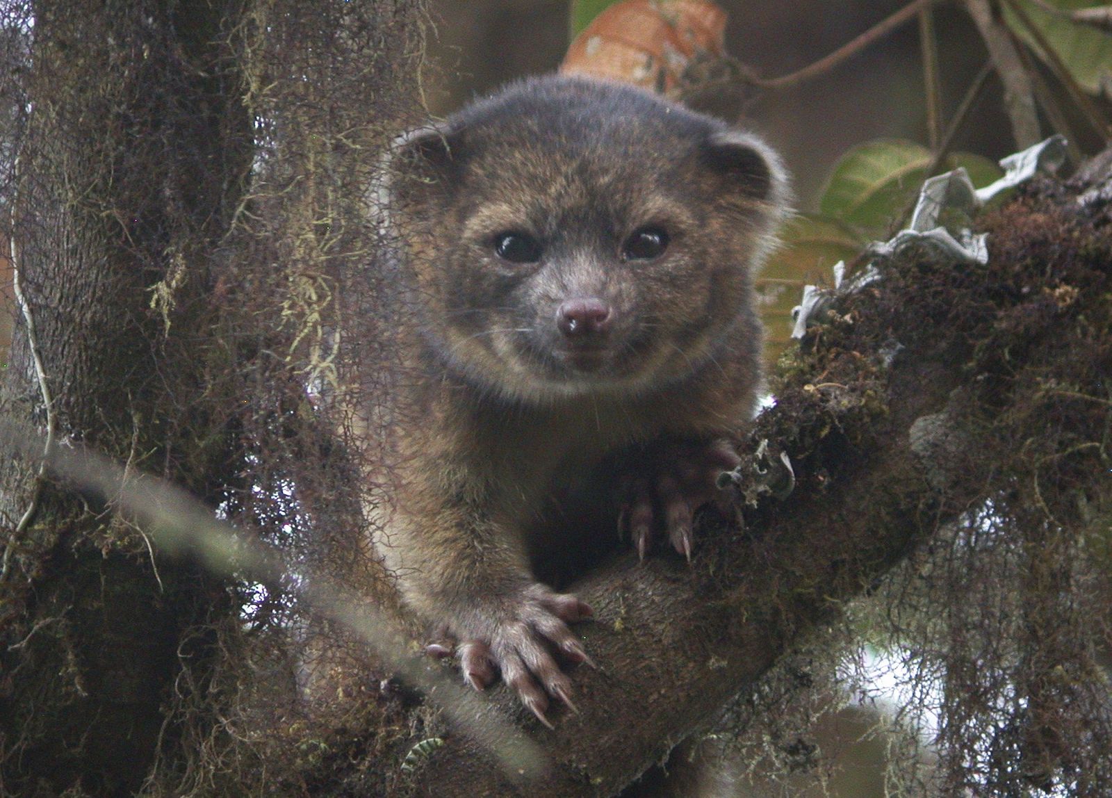 El olinguito es la primera especie de carnívoro descubierta en América en los últimos treinta y cinco años