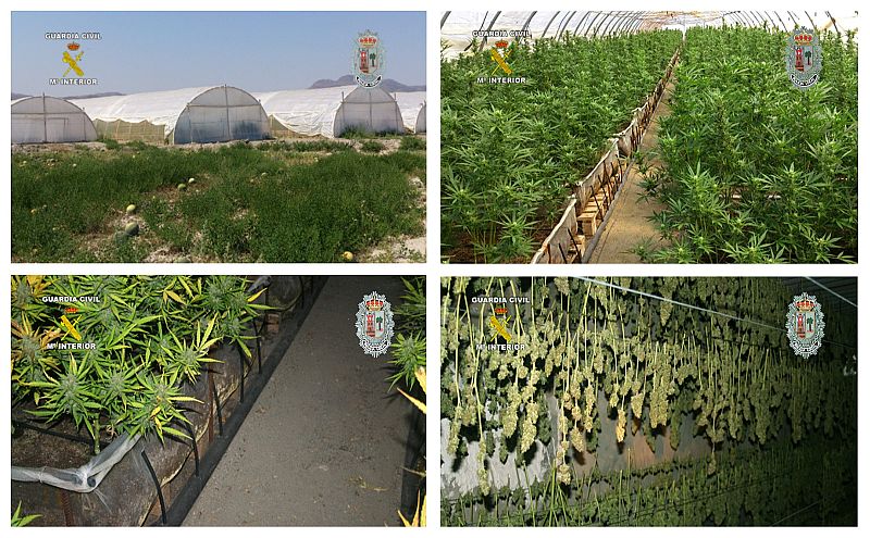 La Guardia Civil incauta el mayor número de plantas de marihuana de España