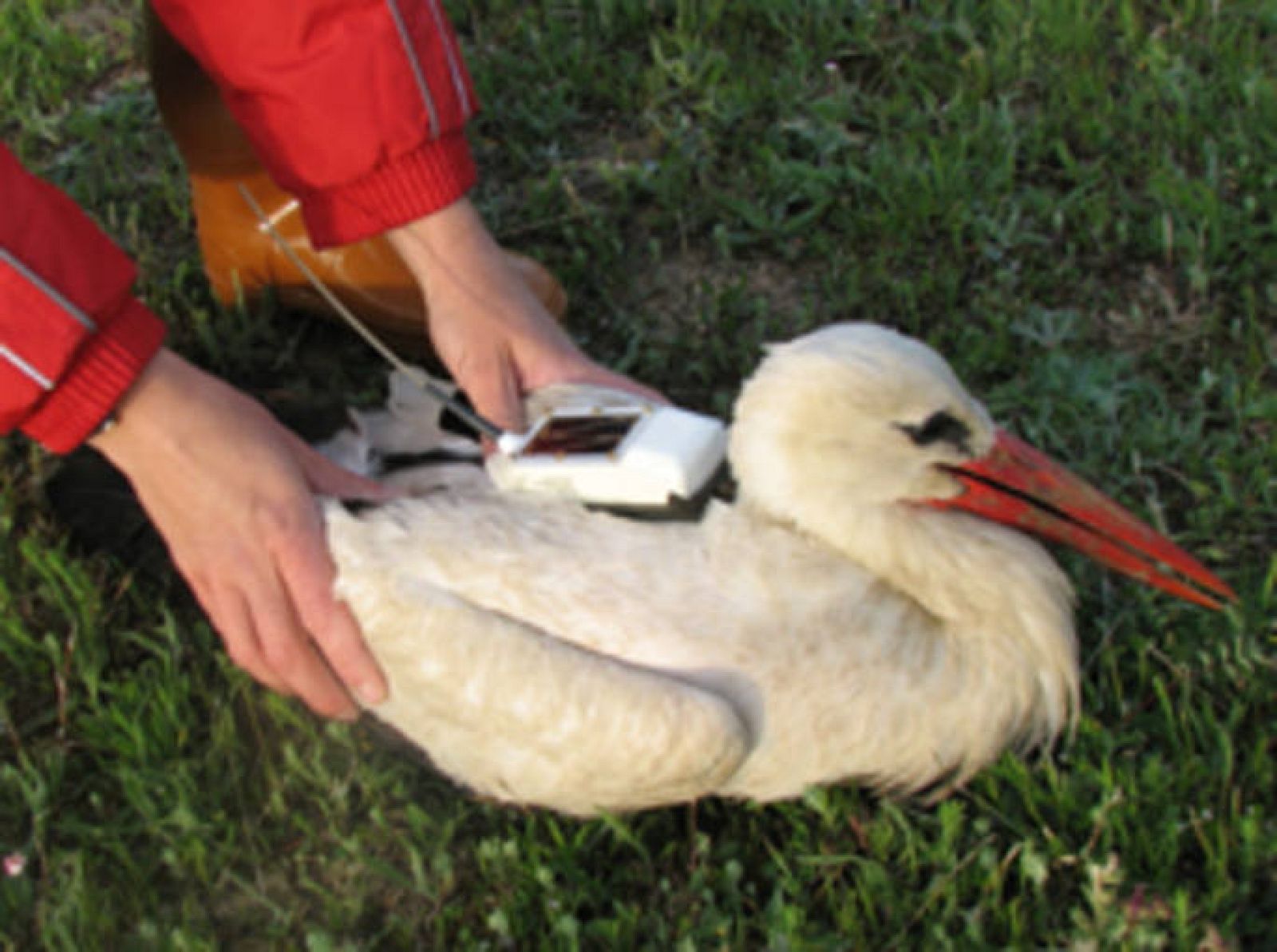   Mikaela en un momento del marcaje en a Isla de Orenine, en Barrundia, Álava.