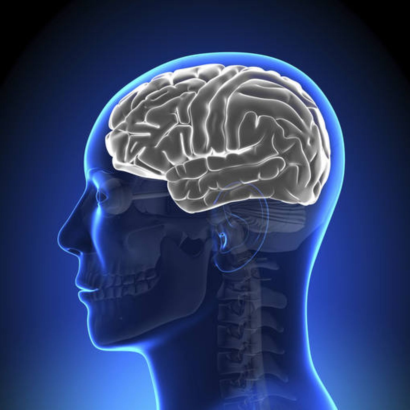 Anatomía del cerebro.