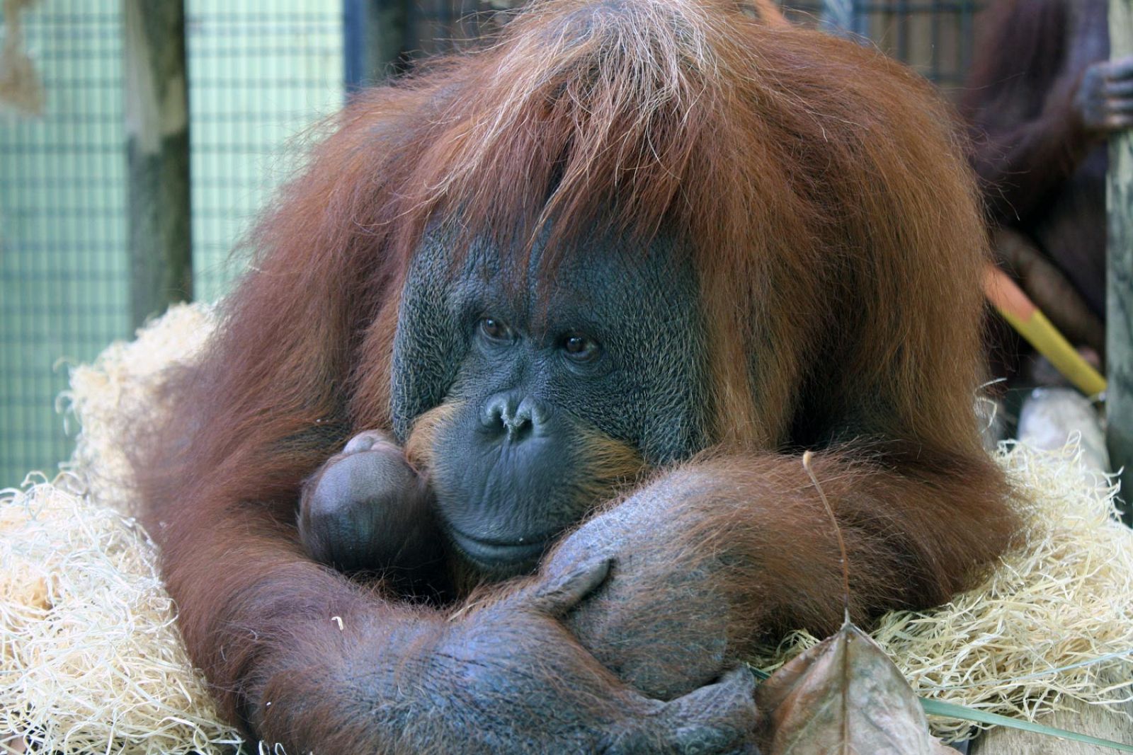 Locki con su cría de orangután, un macho, en brazos.