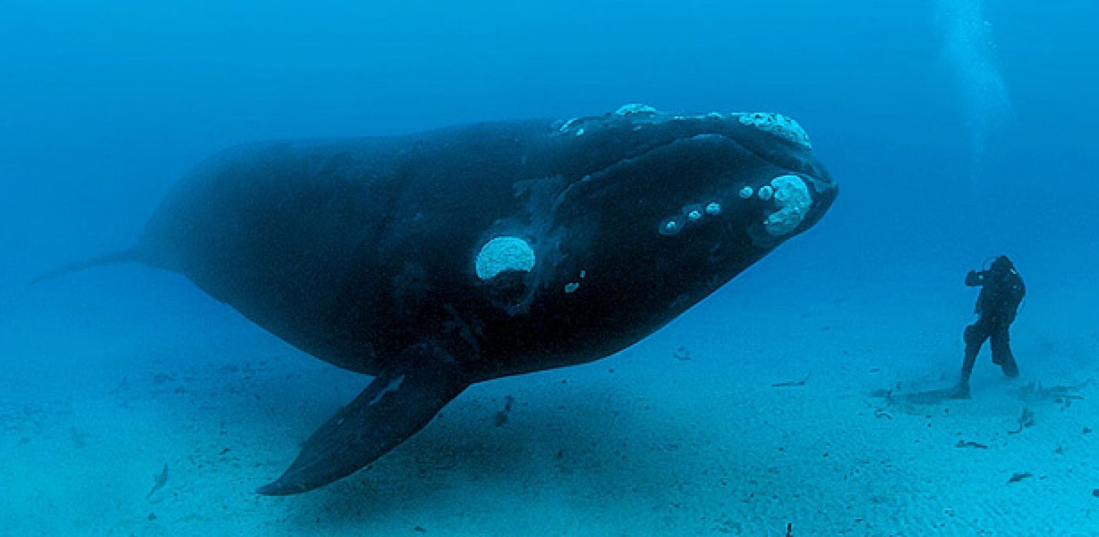 'Right  Whales', una premiada fotografía de Brian Skerry