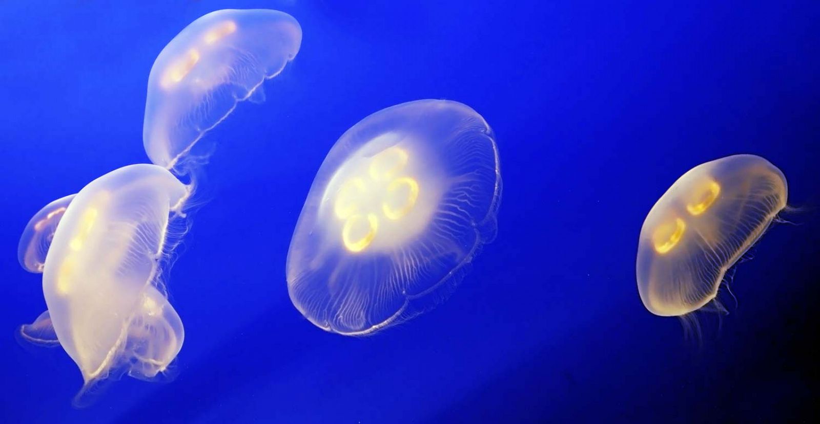 Pequeñas medusas blancas en el mar.
