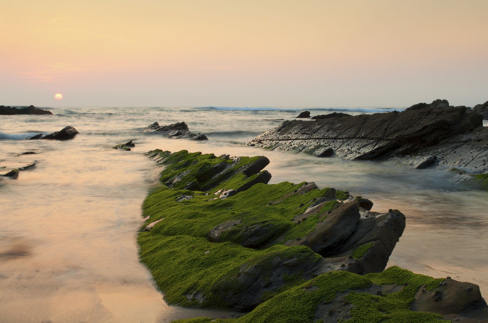 Algas verdes en las rocas de la playa de Barrika (Vizcaya).