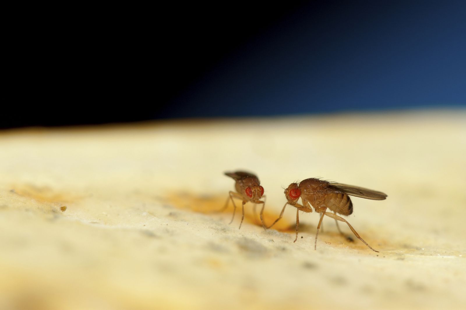 Dos moscas Drosophilas