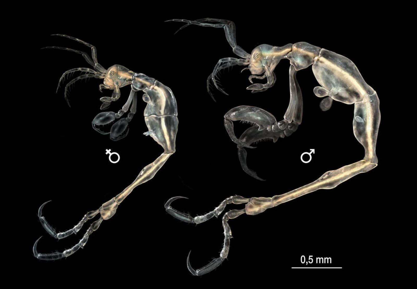 La primera 'microgamba' del género Liropus hallada en el Pacífico nororiental