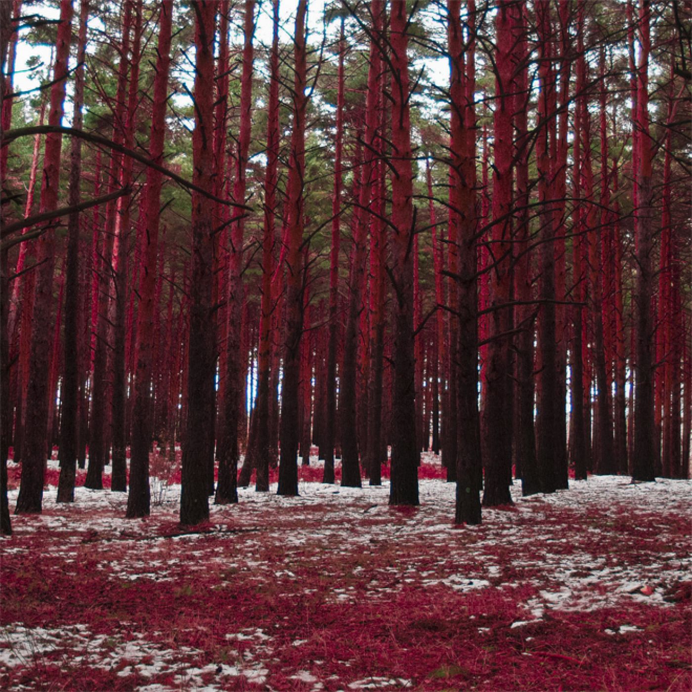 Sonia Sánchez contribuye en 'Mínimos'  con esta panorámica de un bosque rojo.