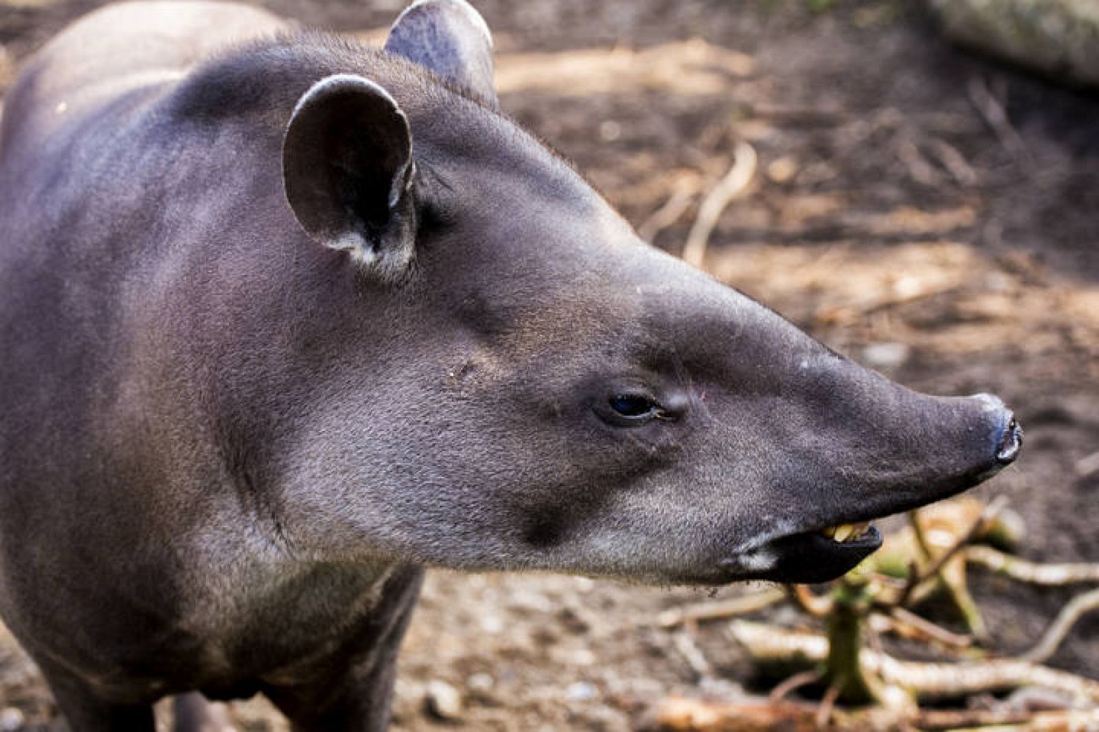 El nuevo tapir descubierto en el Amazonas es pequeño l RTVE