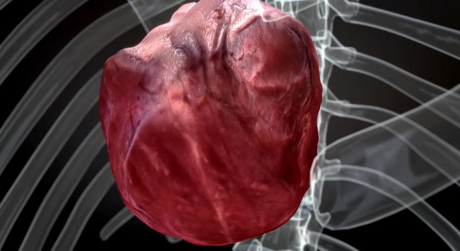 Modelo cardiaco computacional con el que se explica el funcionamiento de un corazón humano.