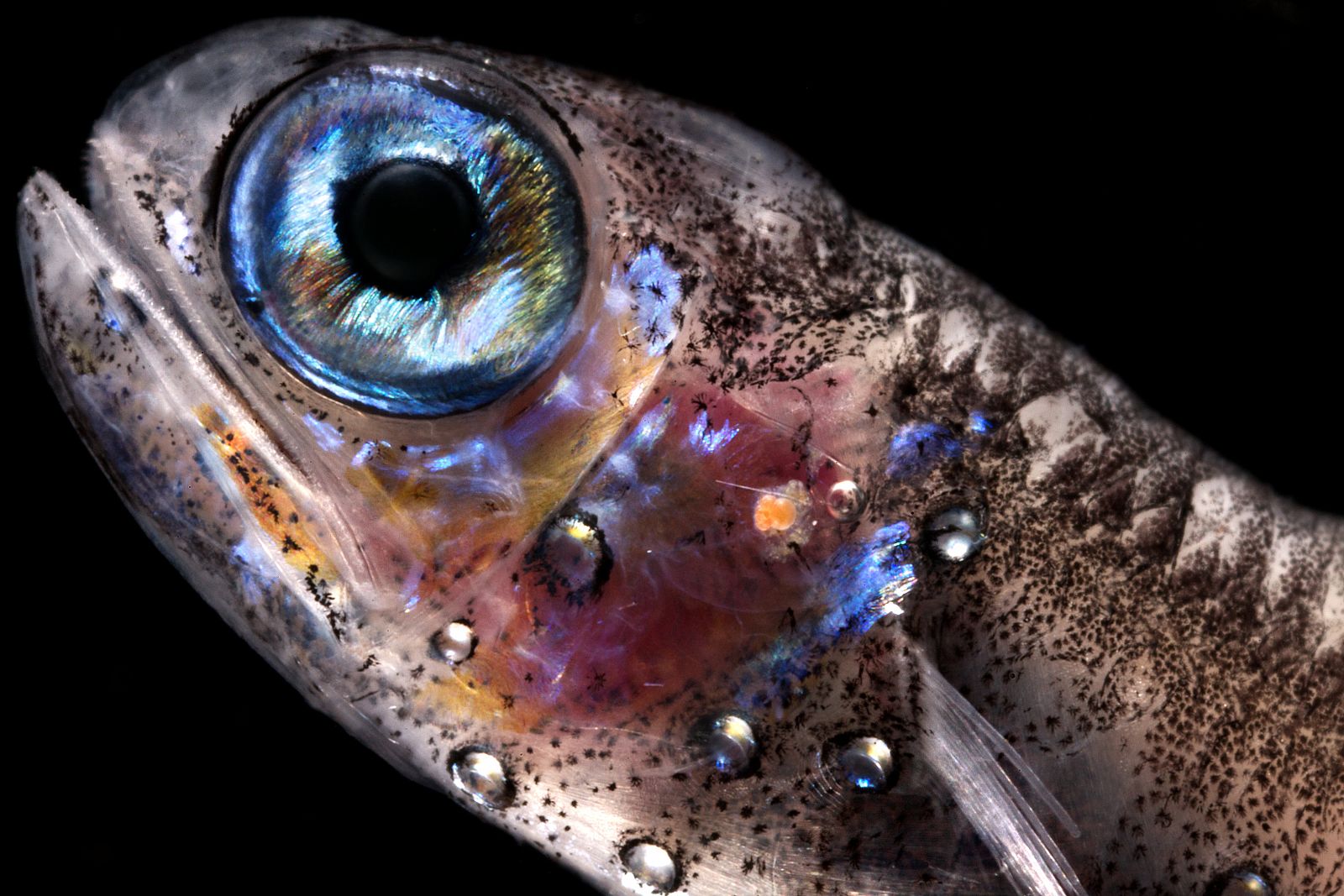 Uno de los peces mesopelágicos capturados la expedición Malaspina.