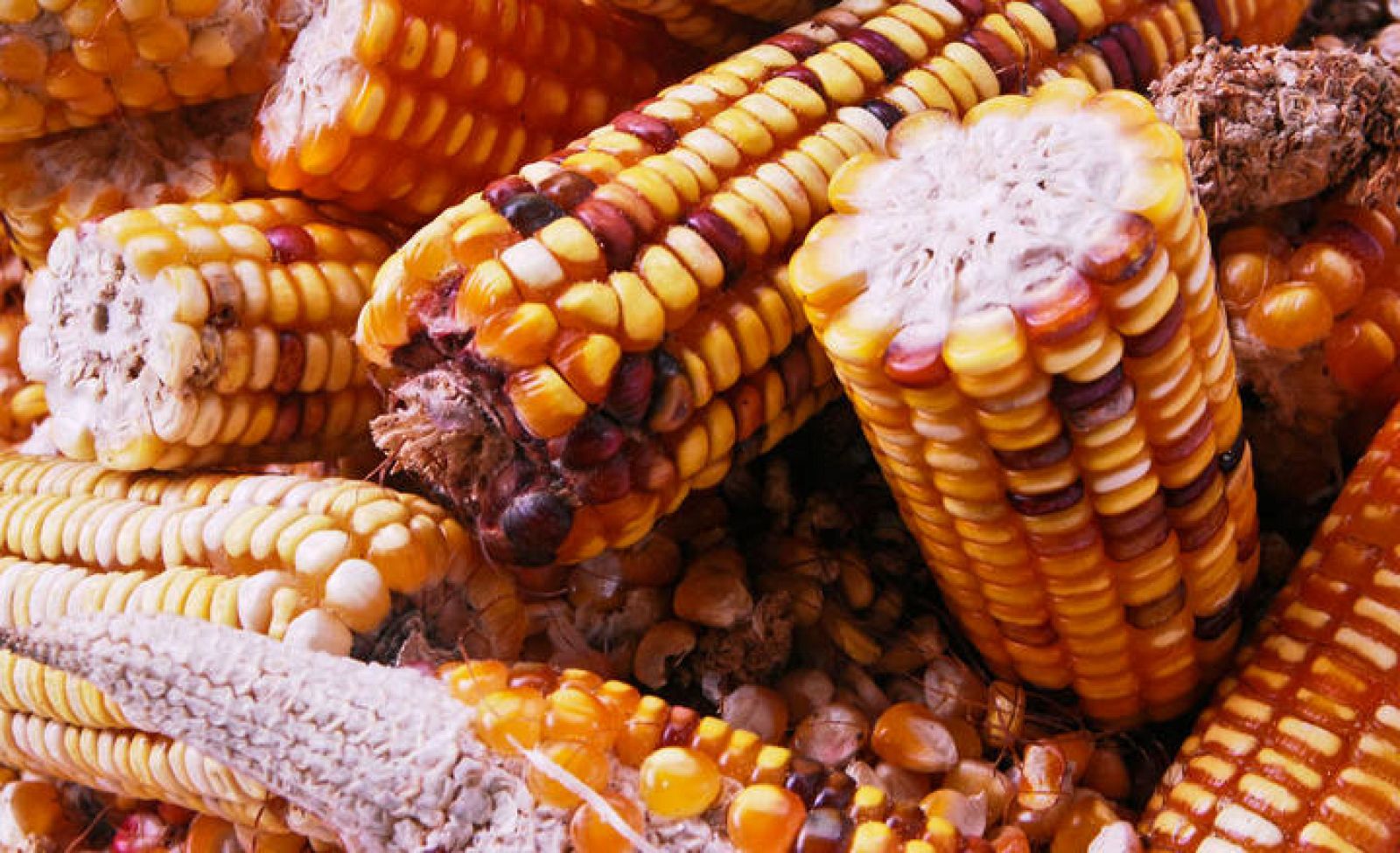Bruselas sigue adelante con la autorización del maíz | RTVE
