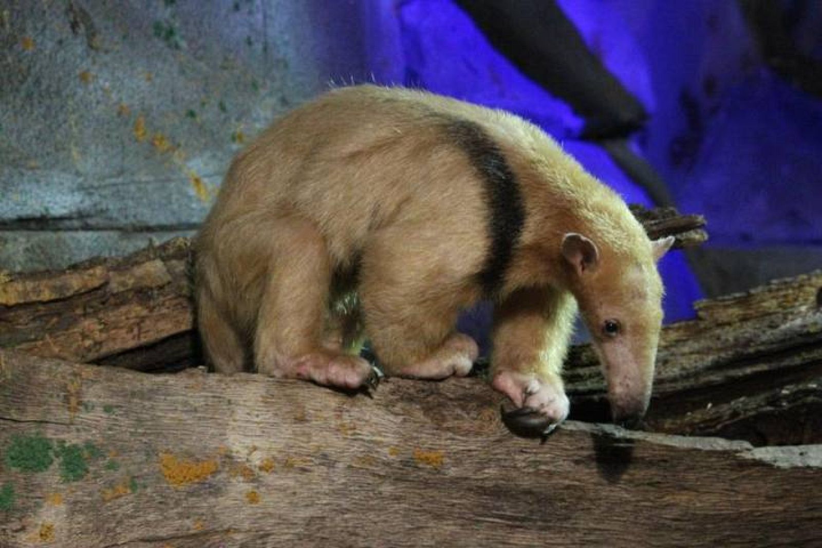 Un ejemplar de oso melero, emparentado con el oso hormiguero.
