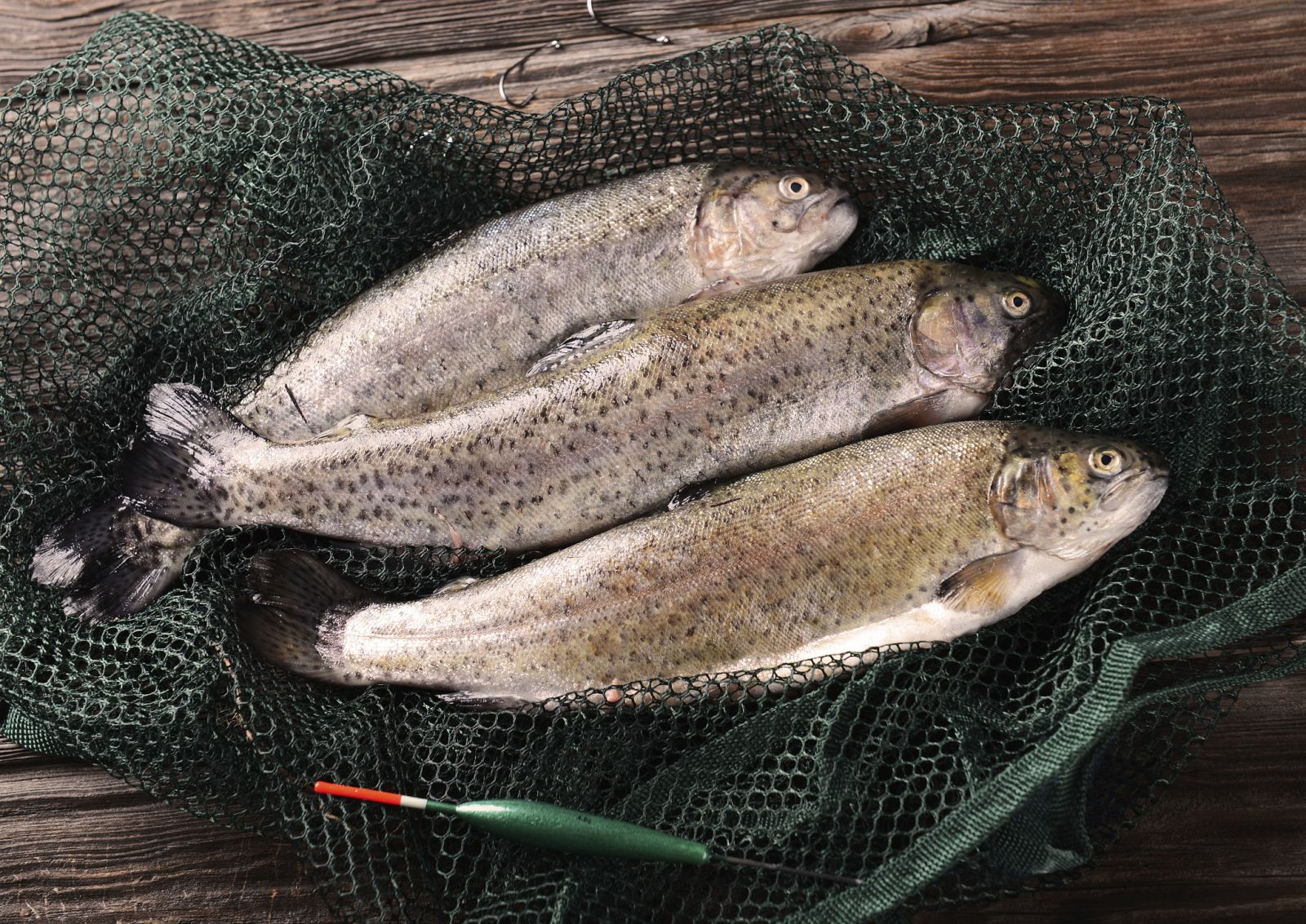 Truchas muertas en una red de pesca.