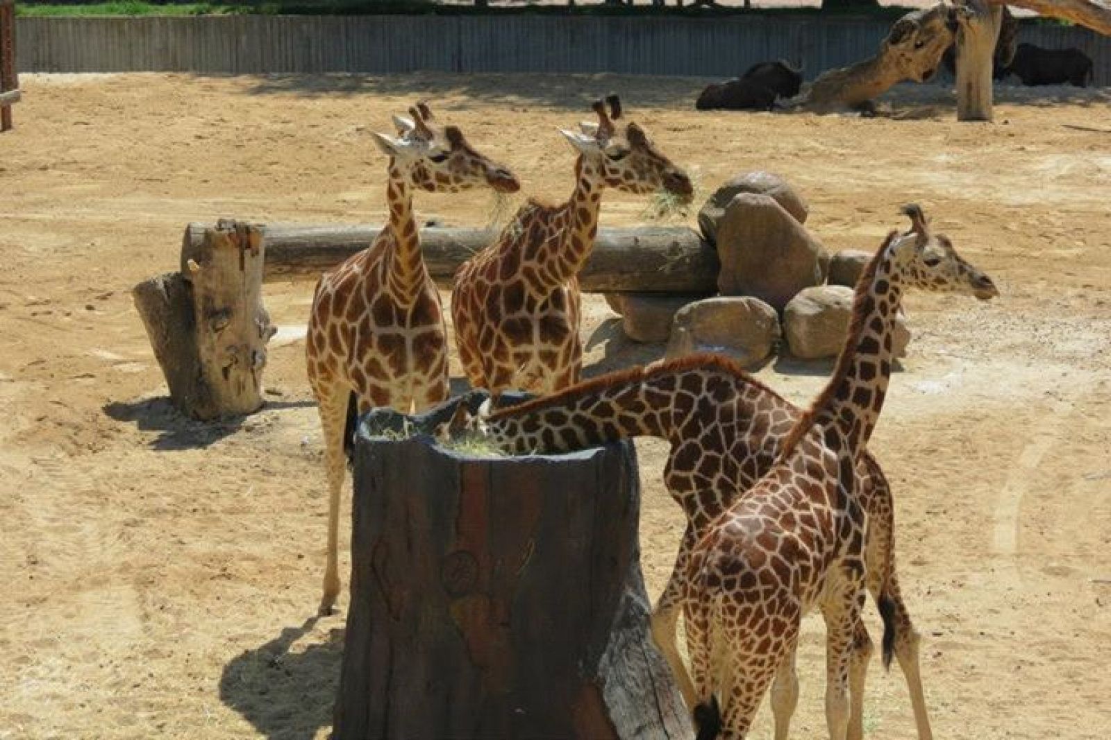 Pradera de jirafas en el zoo de Madrid.