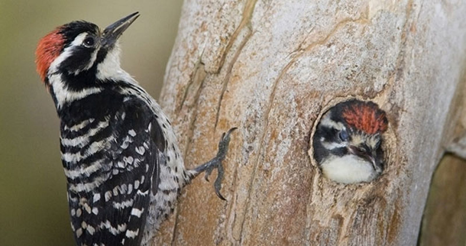 Pájaro carpintero de norteamérica