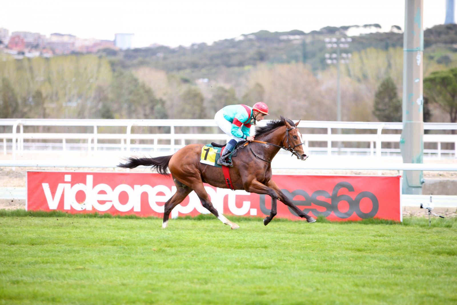 Noozhoh Canarias, el mejor potro español de la historia, en carrera.