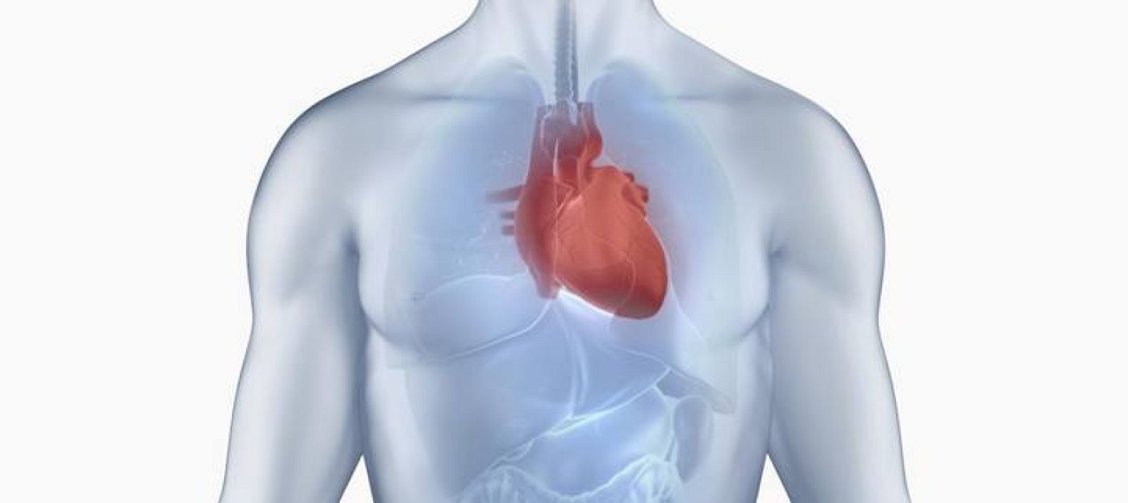 Recreación de un corazón.