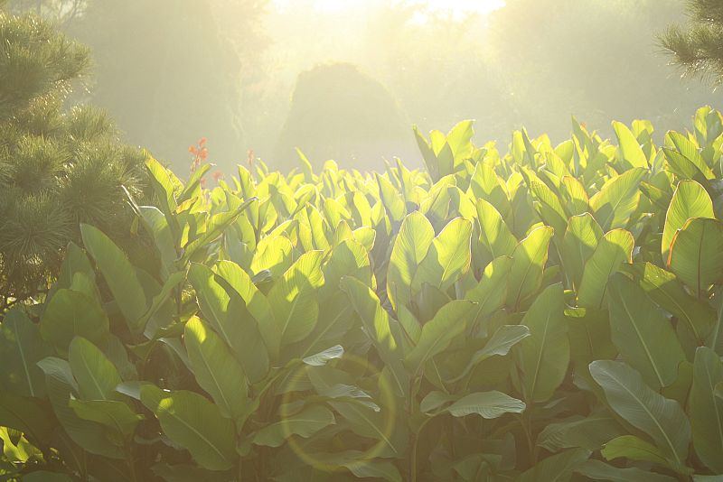 Hojas de árbol de banano.