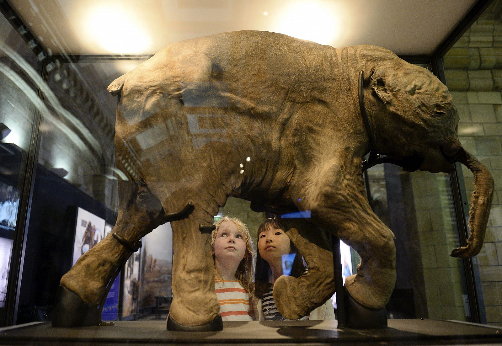 Dos niñas observan a Lyuba en el Museo de Historia Natural de Londres (Reino Unido).