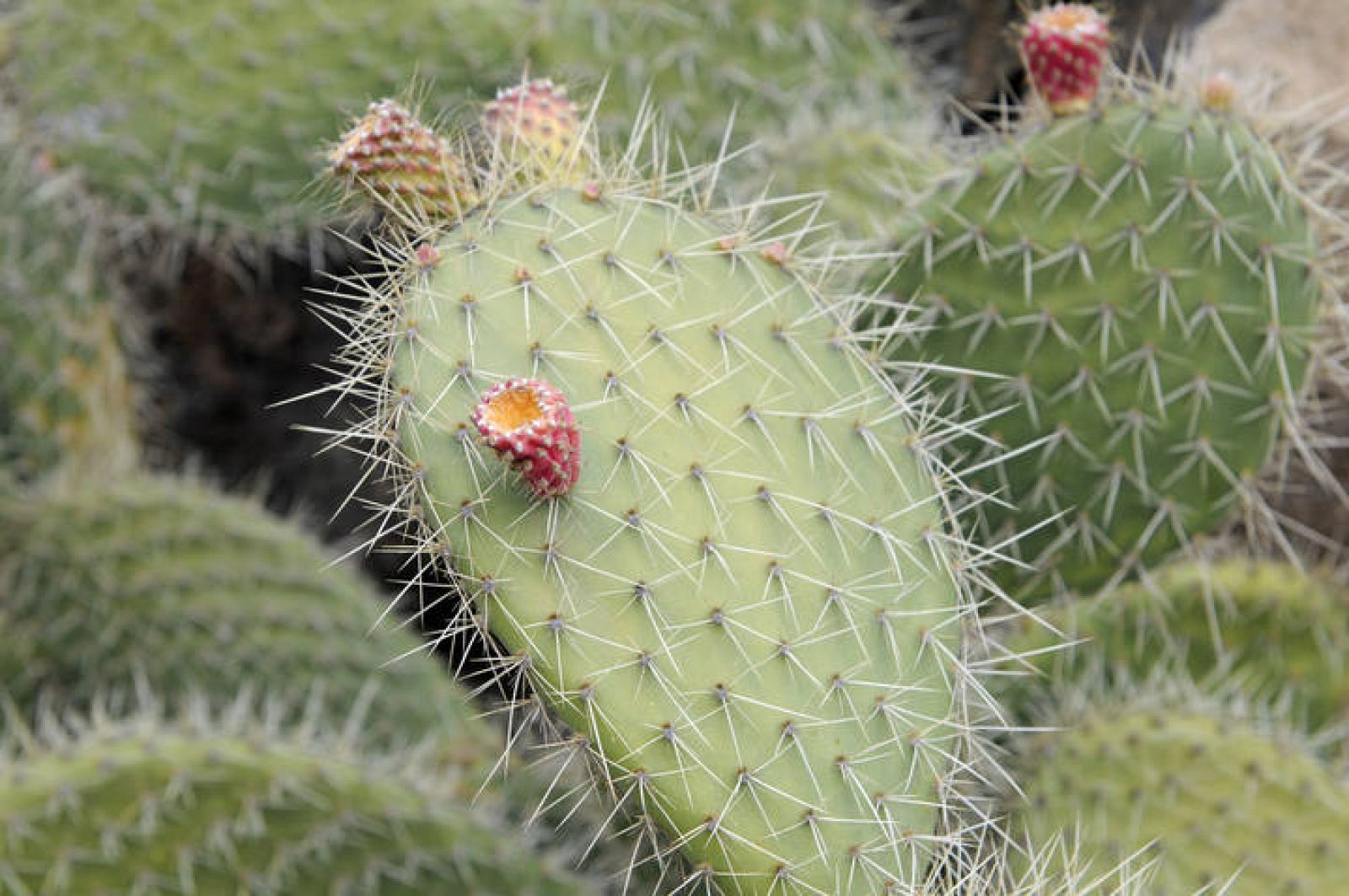 aficionado Jane Austen estropeado Por qué tienen espinas los cactus? | RTVE.es