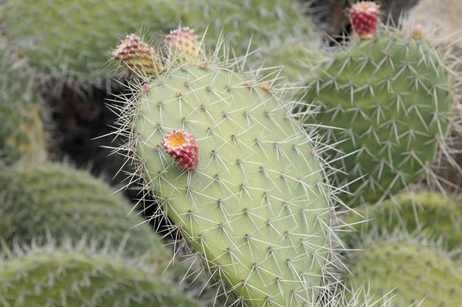 ¿por Qué Tienen Espinas Los Cactus Rtve Es