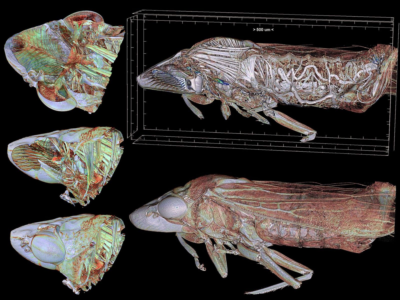 Imágenes del estudio anatómico en 3D de la cigarrilla de alas cristalinas.