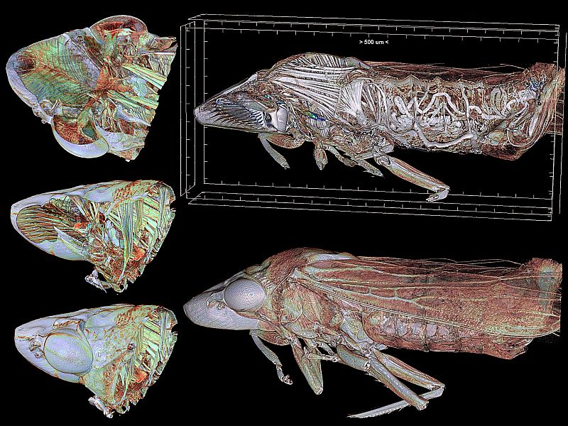 Imágenes del estudio anatómico en 3D de la cigarrilla de alas cristalinas.