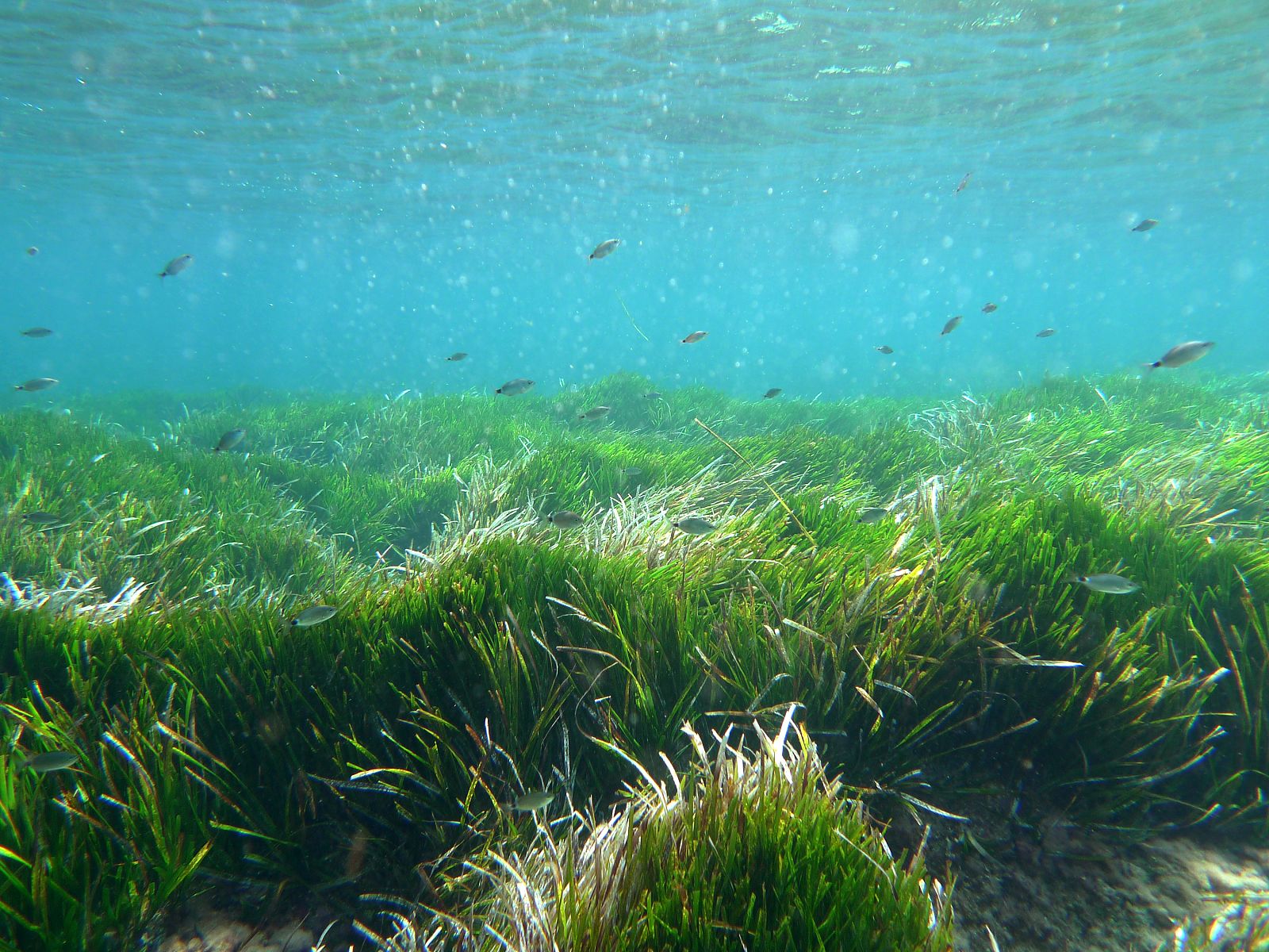 Pradera de Posidonia oceanica