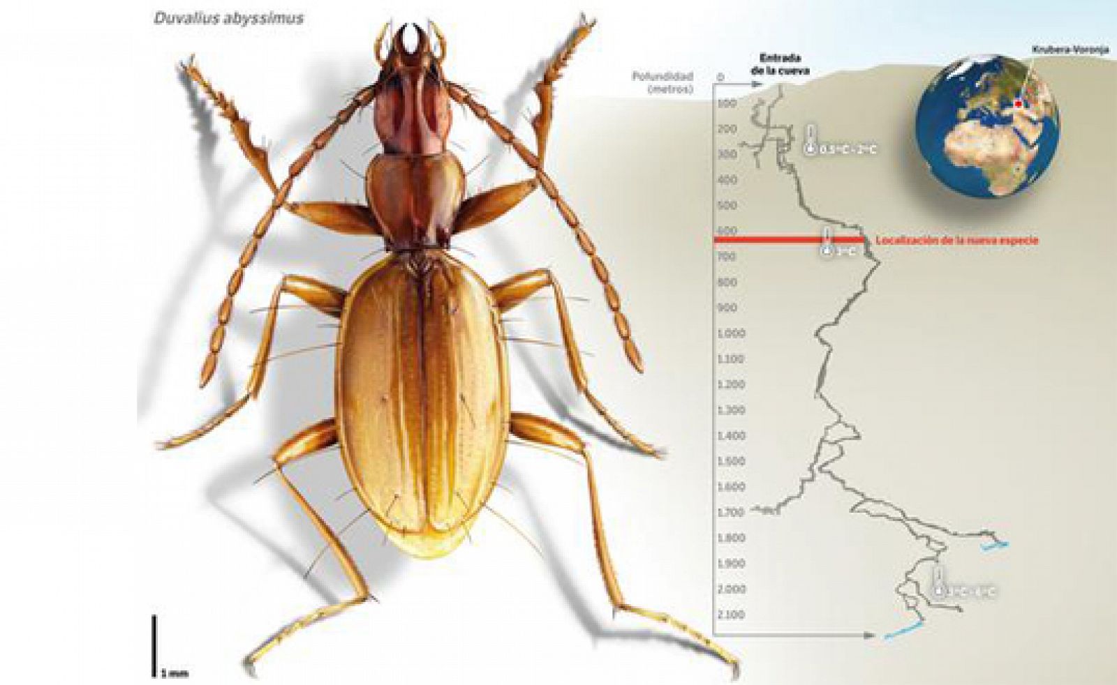 Ilustración de la nueva especie de escarabajo, Duvalius abyssimus.