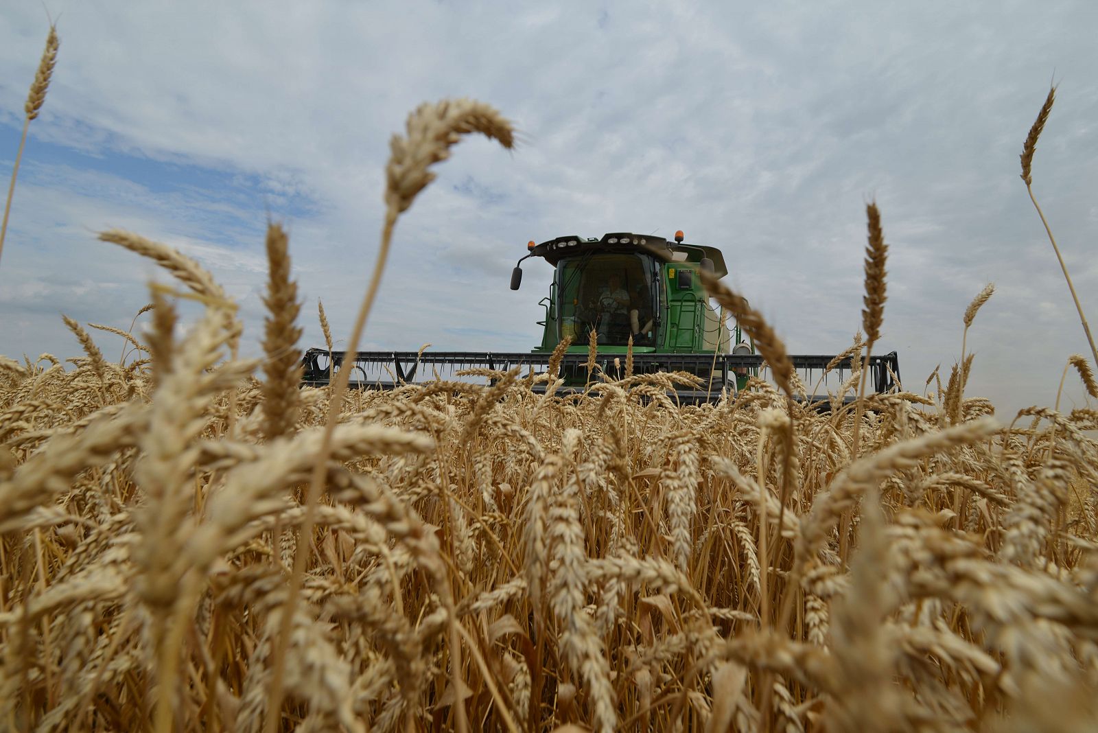 El trigo constituye la base de la alimentación del 30% de la población mundial