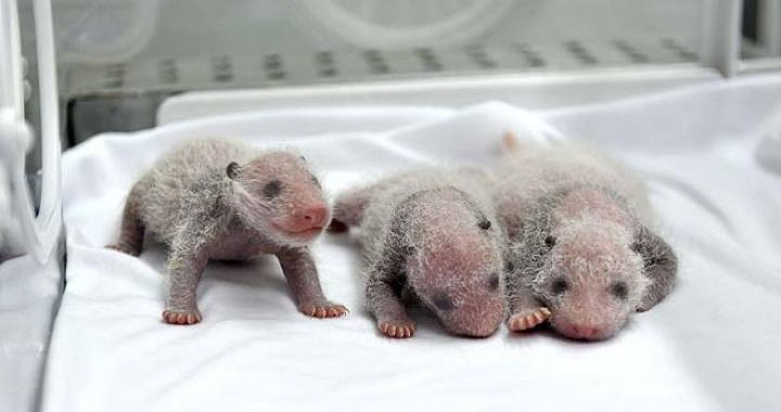 Los recién nacidos trillizos de panda dentro de una incubadora en el parque safari Chimelong, en Guangzhou (China)