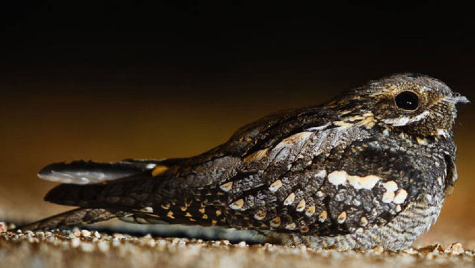 Imagen de un chotacabras pardo.