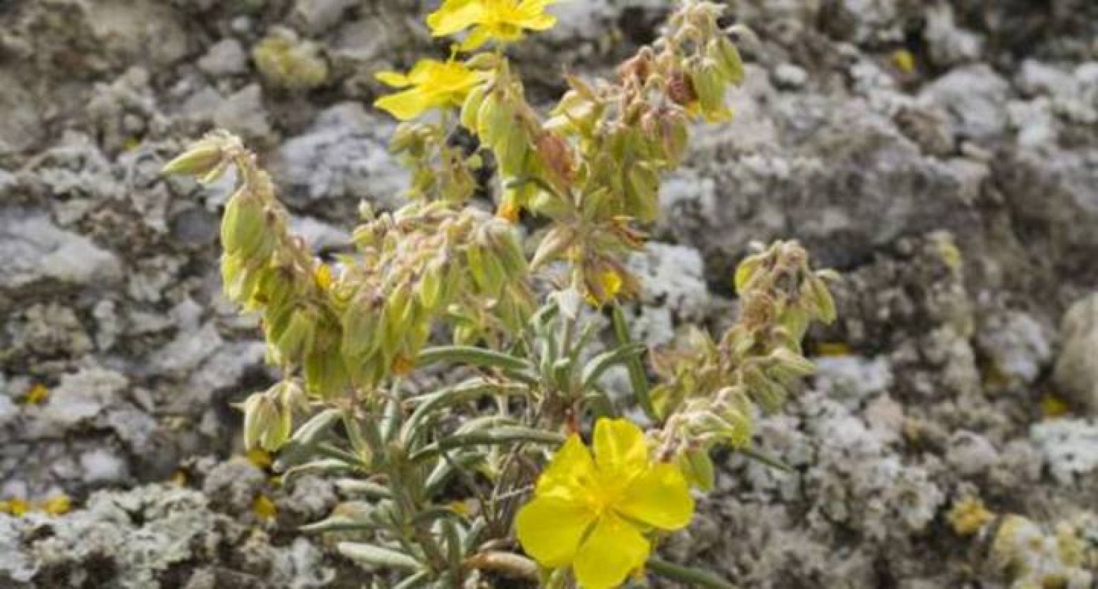 Imagen de una Helianthemum squamatum o jara de escamillas, propia de terrenos yesíferos