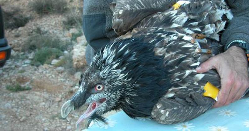 Marcaje de un pollo de quebrantahuesos