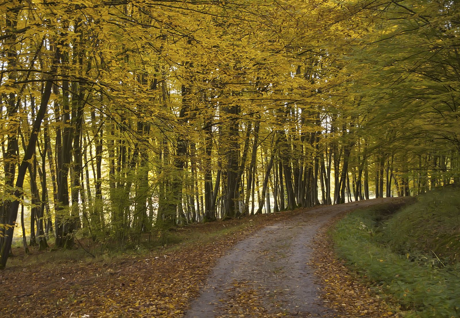 Camino en un bosque en pleno otoño.
