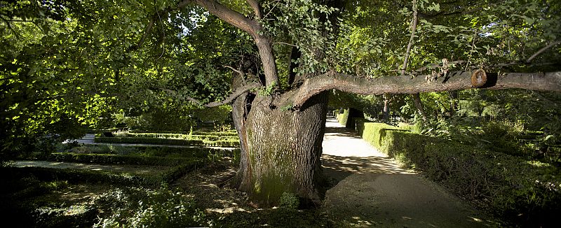 Imagen del olmo Pantalones tomada el 21 de julio de 2014 en el Real Jardín Botánico.