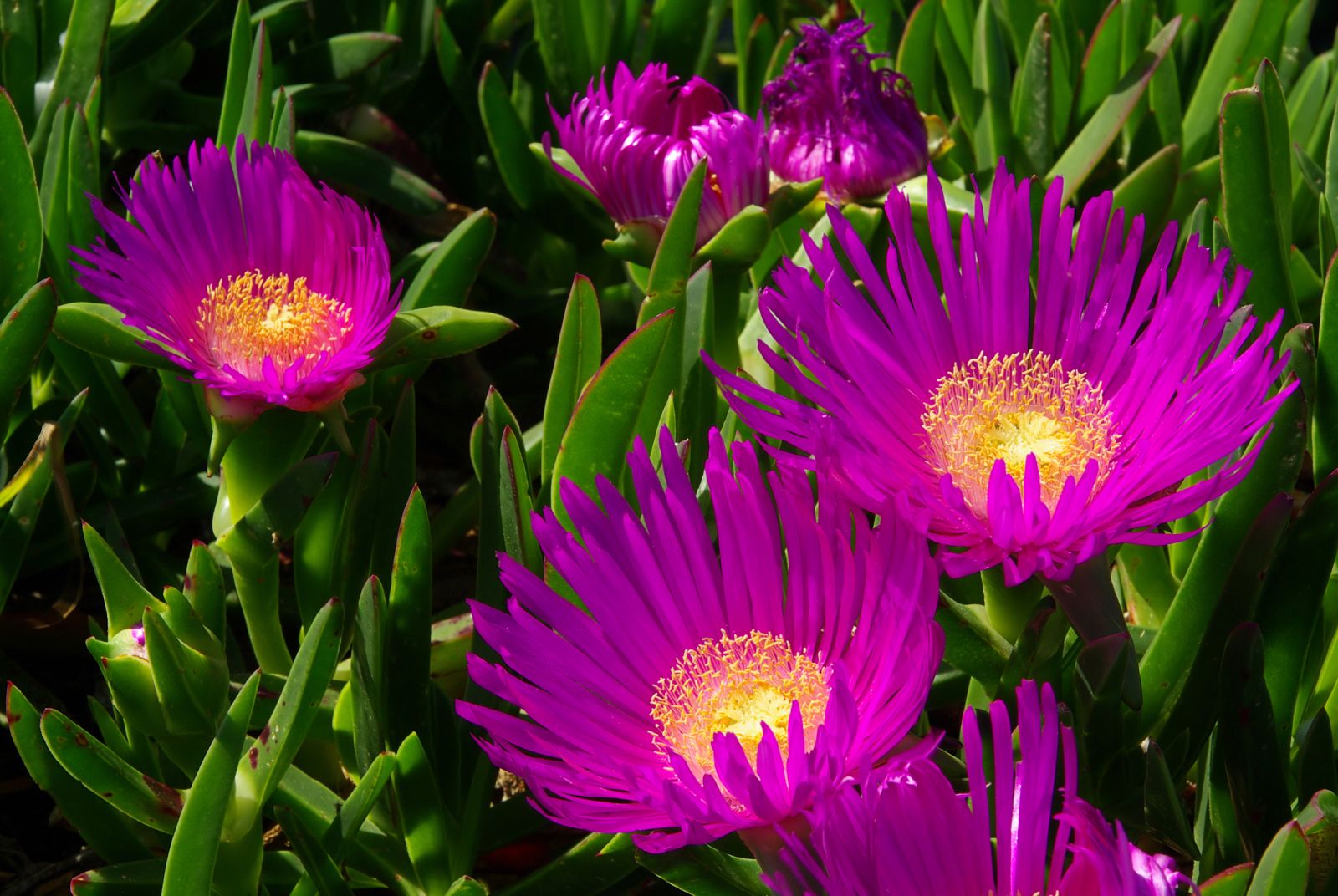 Flores del carpobrotus.