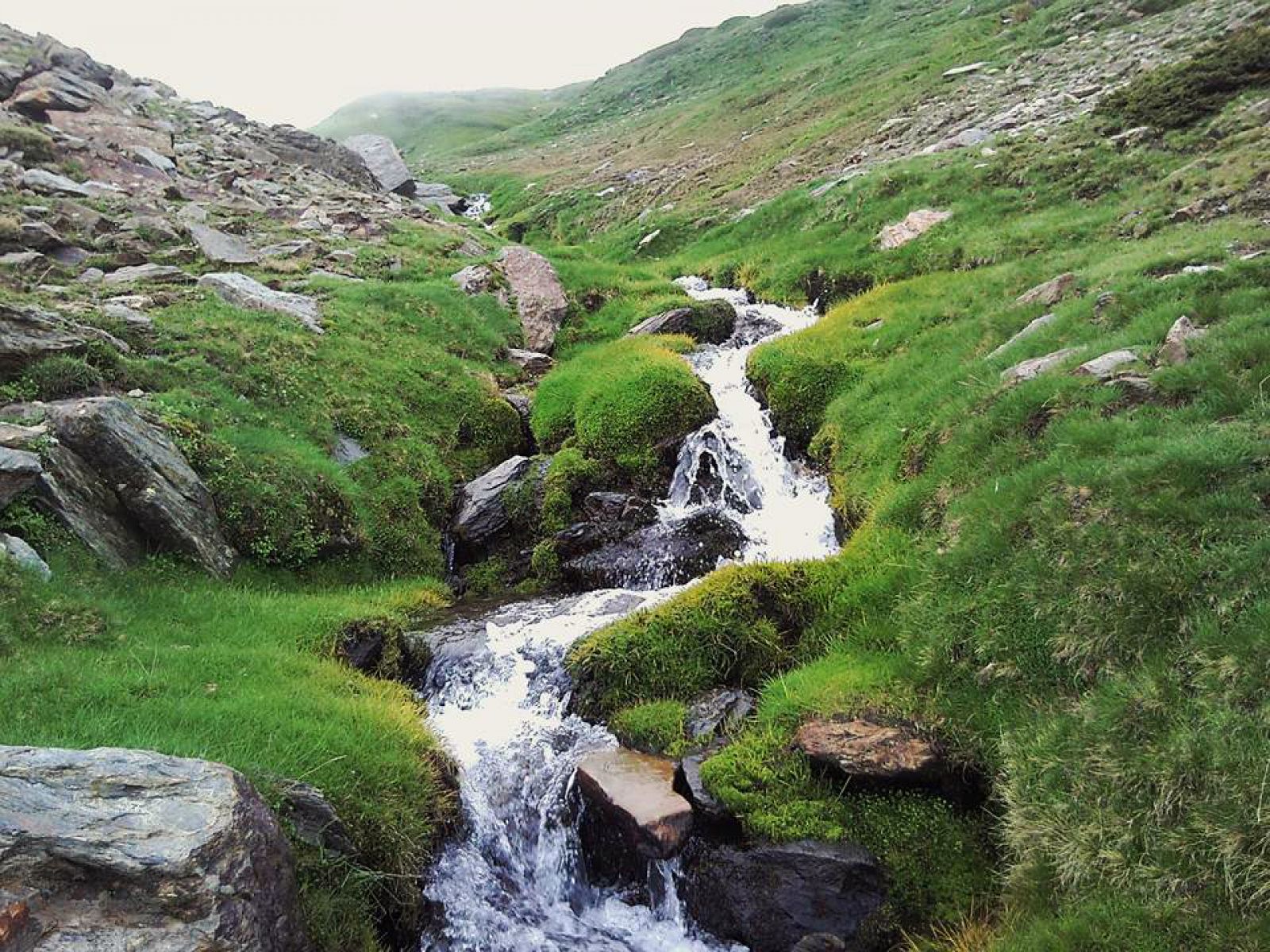 Arroyo de alta montaña de Sierra Nevada, como al que se desplazan las especies.