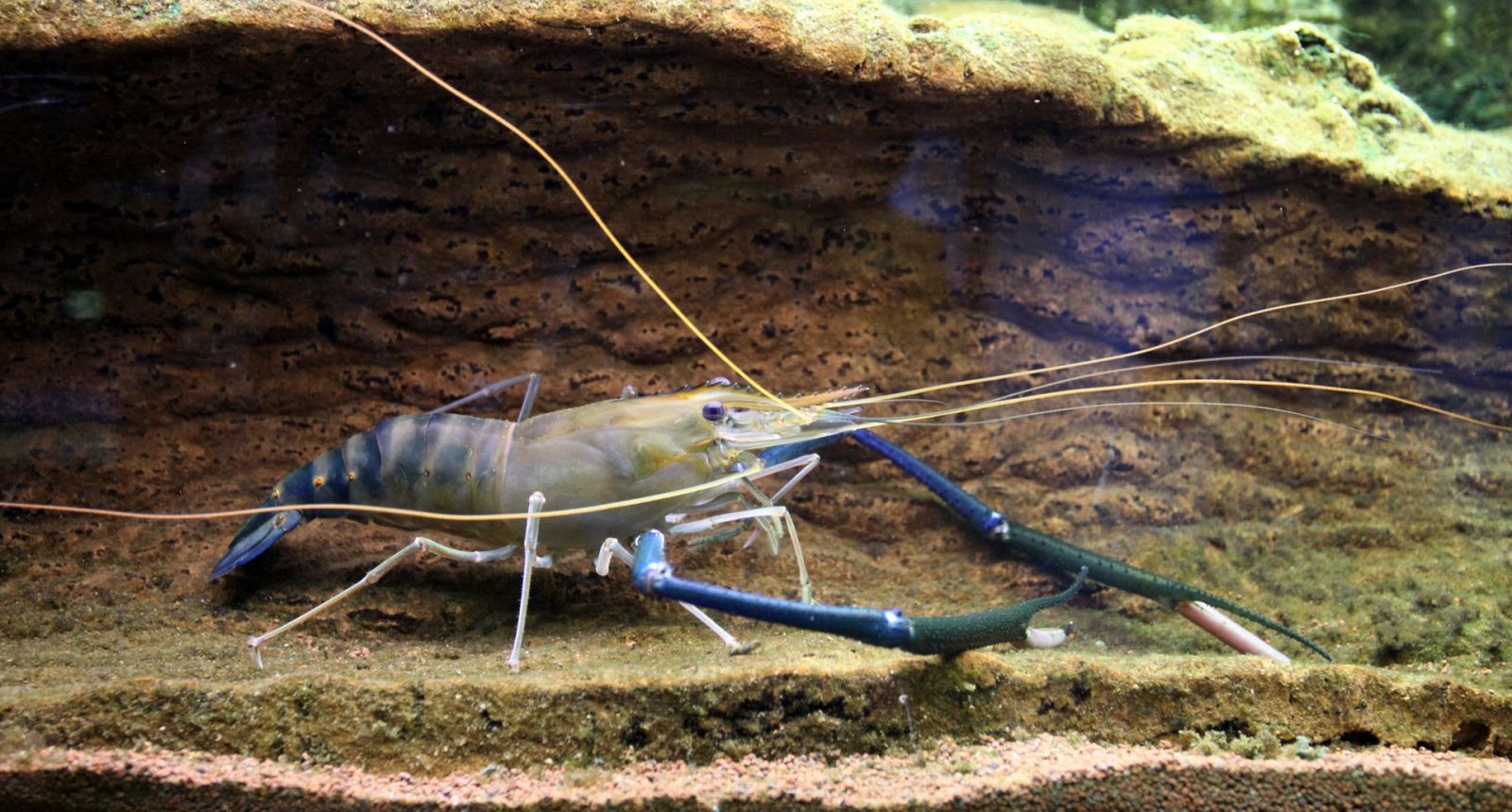 La gamba gigante Macrobrachium rosenbergii, depredadora de caracoles.