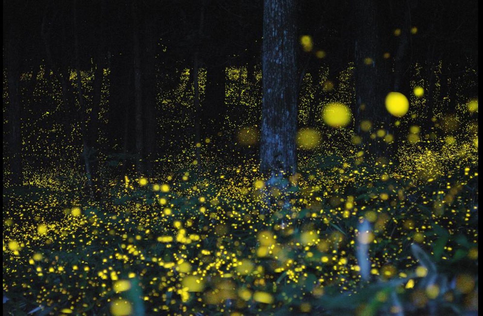 Imagen nocturna de luciérnagas. Su luminosidad se denomina luciferina.