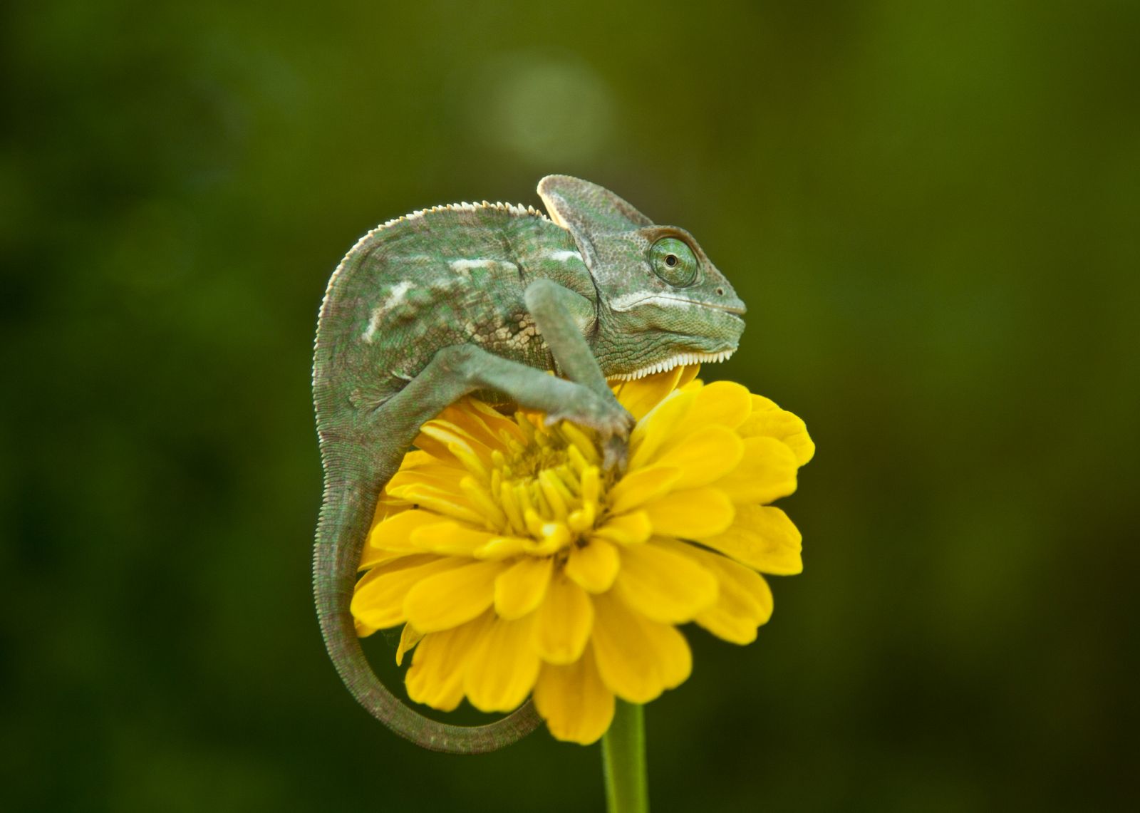 Camaleón gigante sobre una flor.