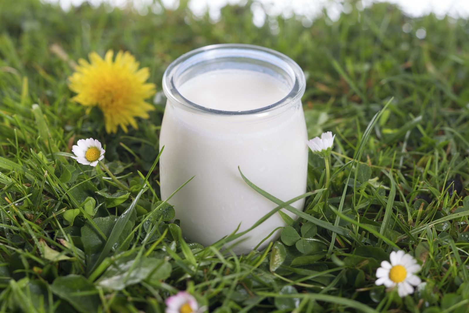 Vaso de yogur en la hierba.